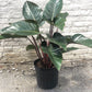 Philodendron Rojo Congo 10-14"