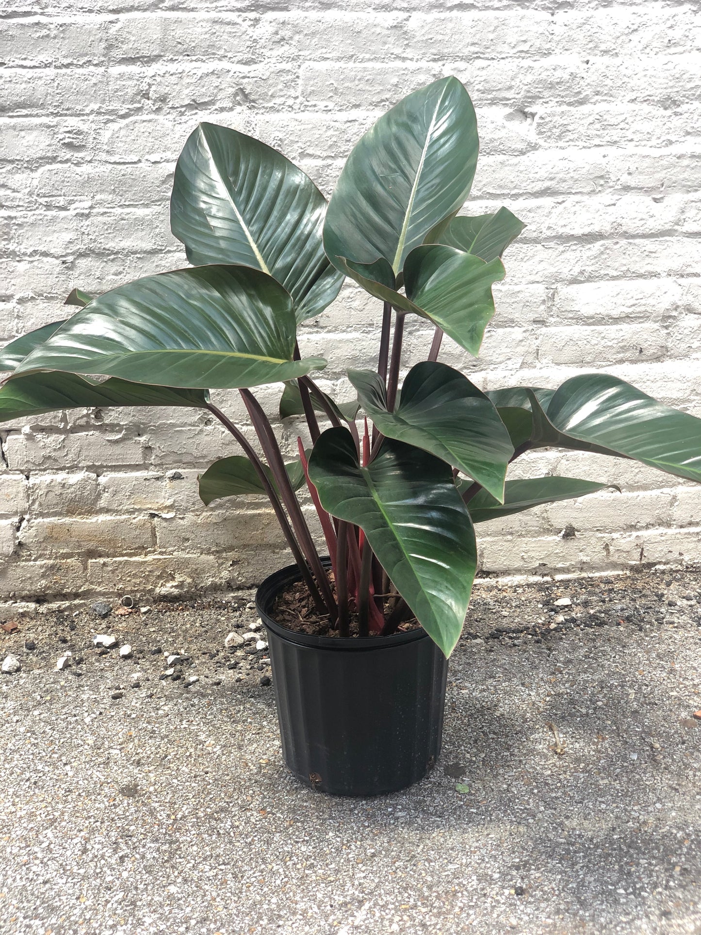 Philodendron Rojo Congo 10-14"