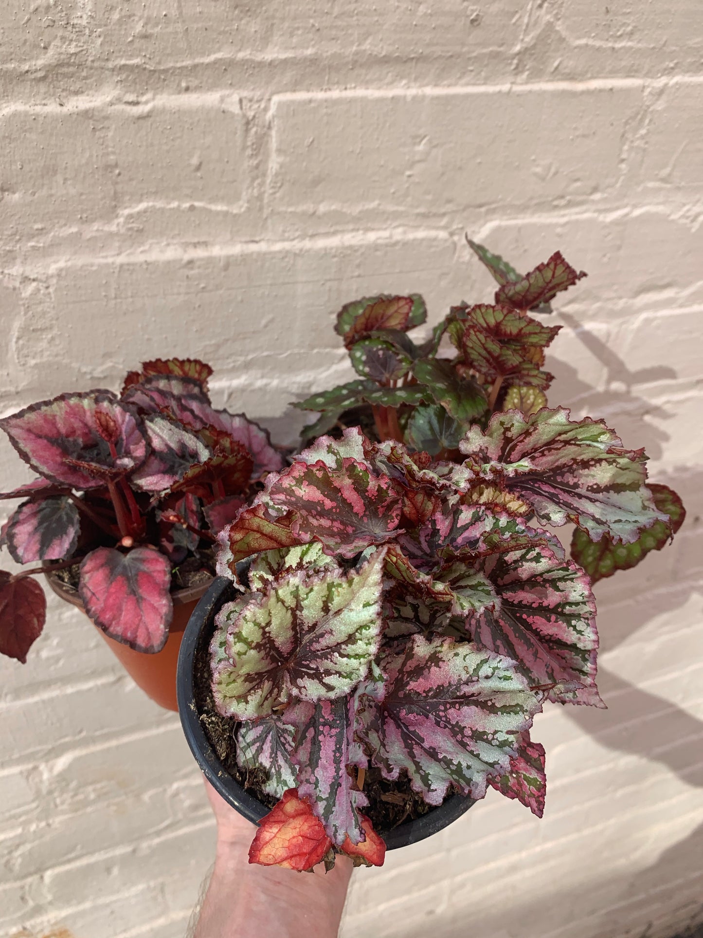 Begonia Rex Roulette 4"