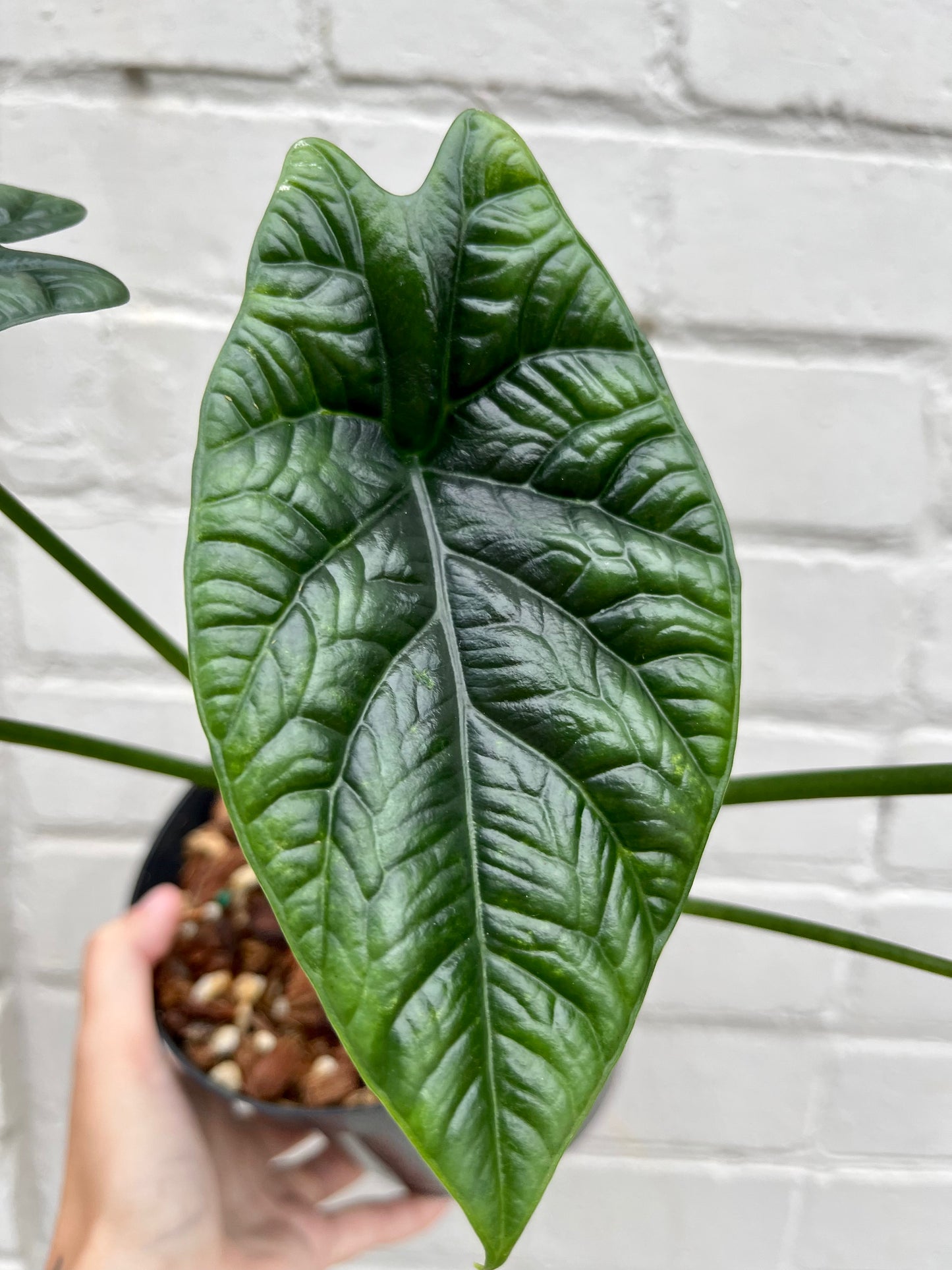 Alocasia sinuata 4-6"