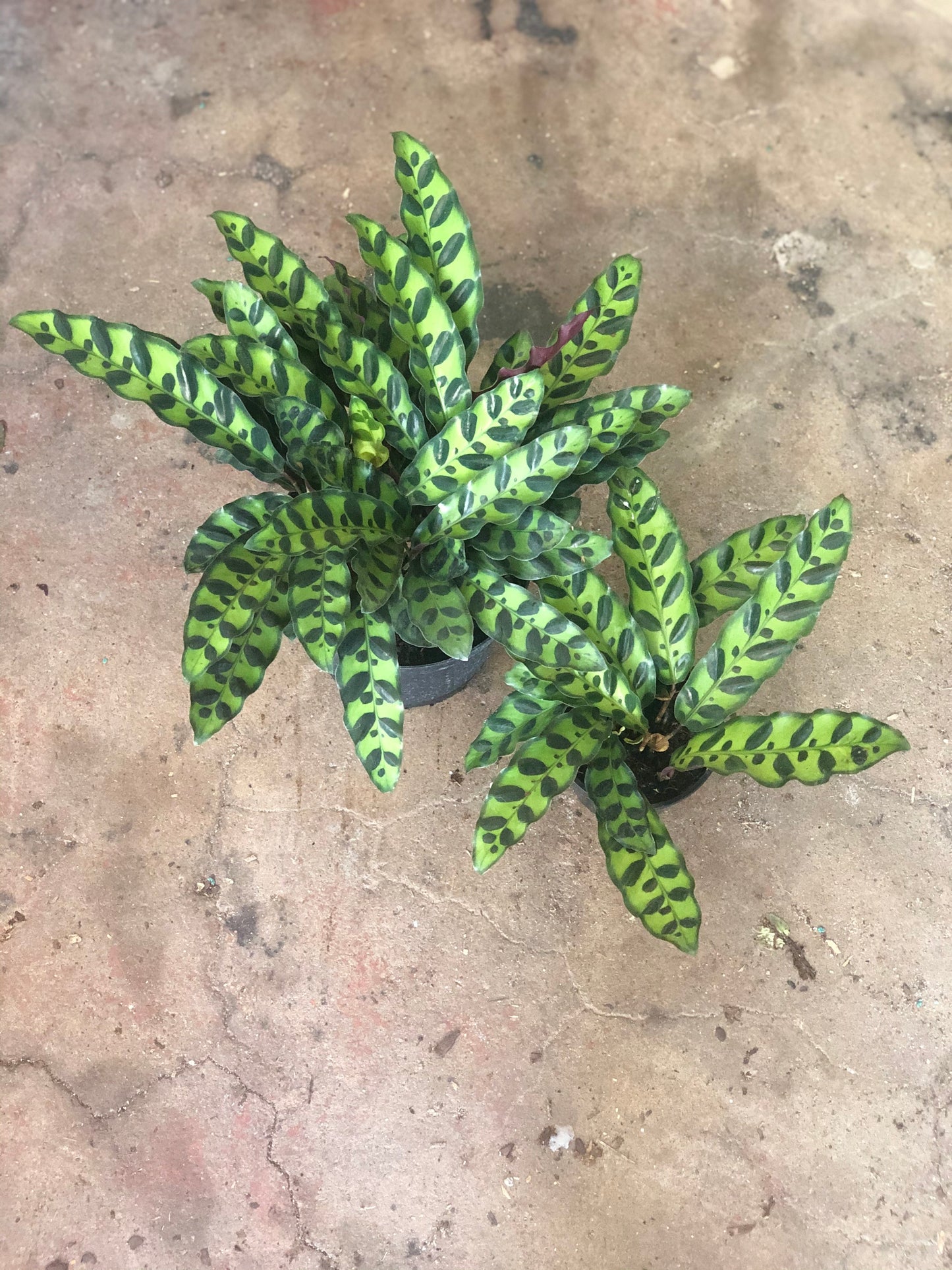 Calathea lancifolia (Rattlesnake) 4-6"