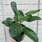 Ficus 'Audrey' 8"