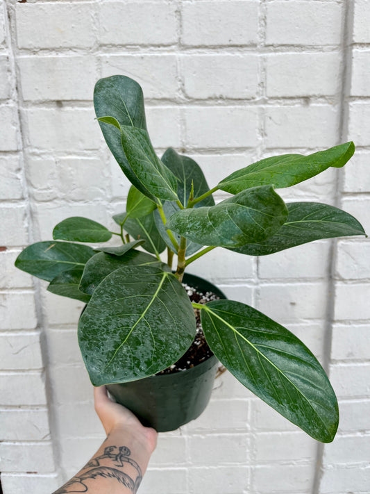 Ficus 'Audrey' 8"