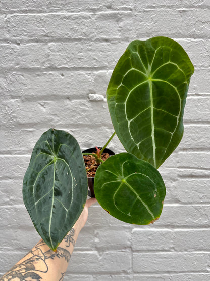 anthurium pallidiflorum forgetii Anthurium forgetii 5" – Botanica
