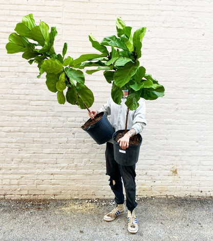 Ficus Lyrata ST 10"-17"
