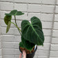 Philodendron 'El Choco Red'