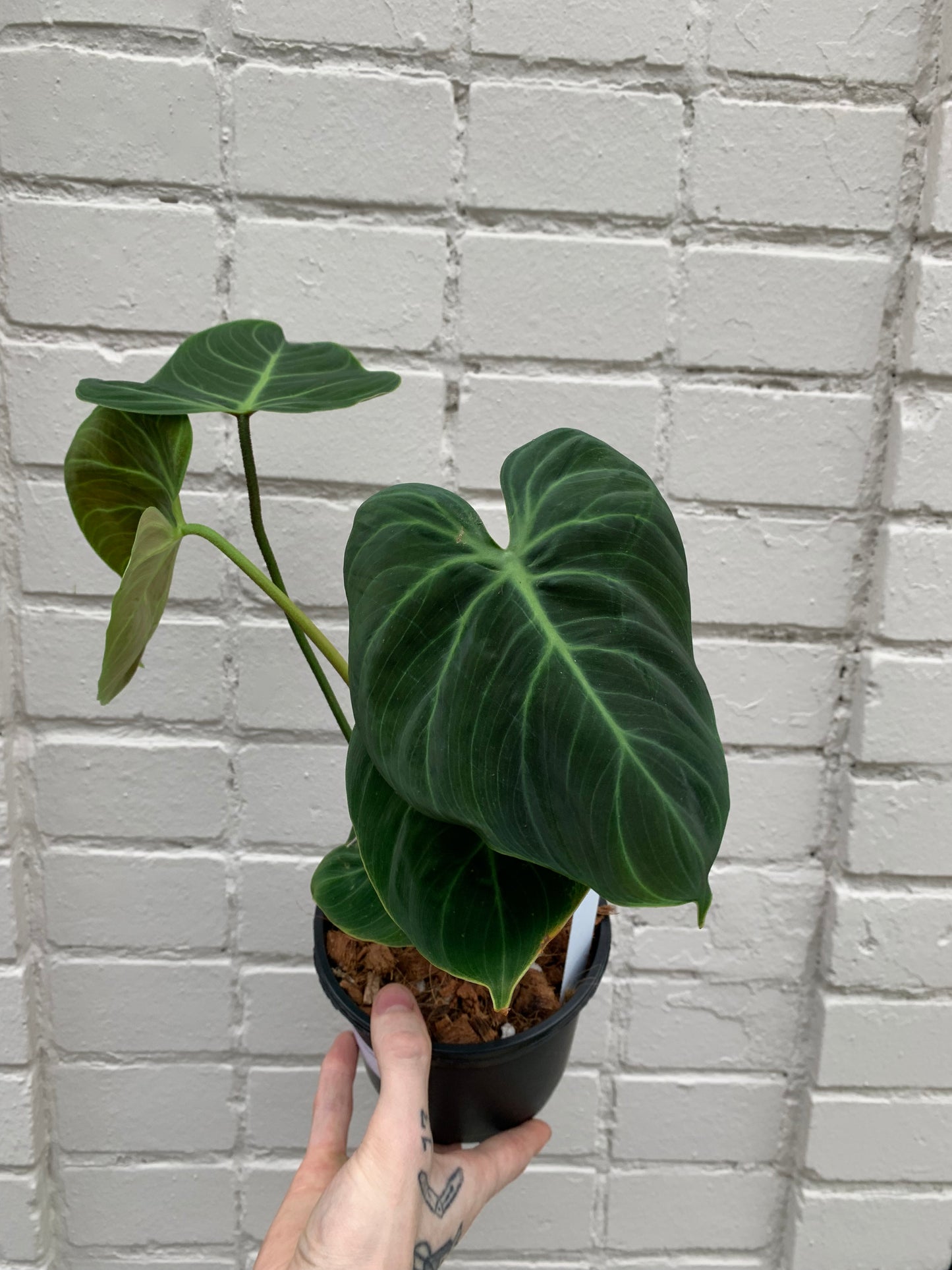 Philodendron 'El Choco Red'