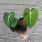 Philodendron gloriosum 5-6"