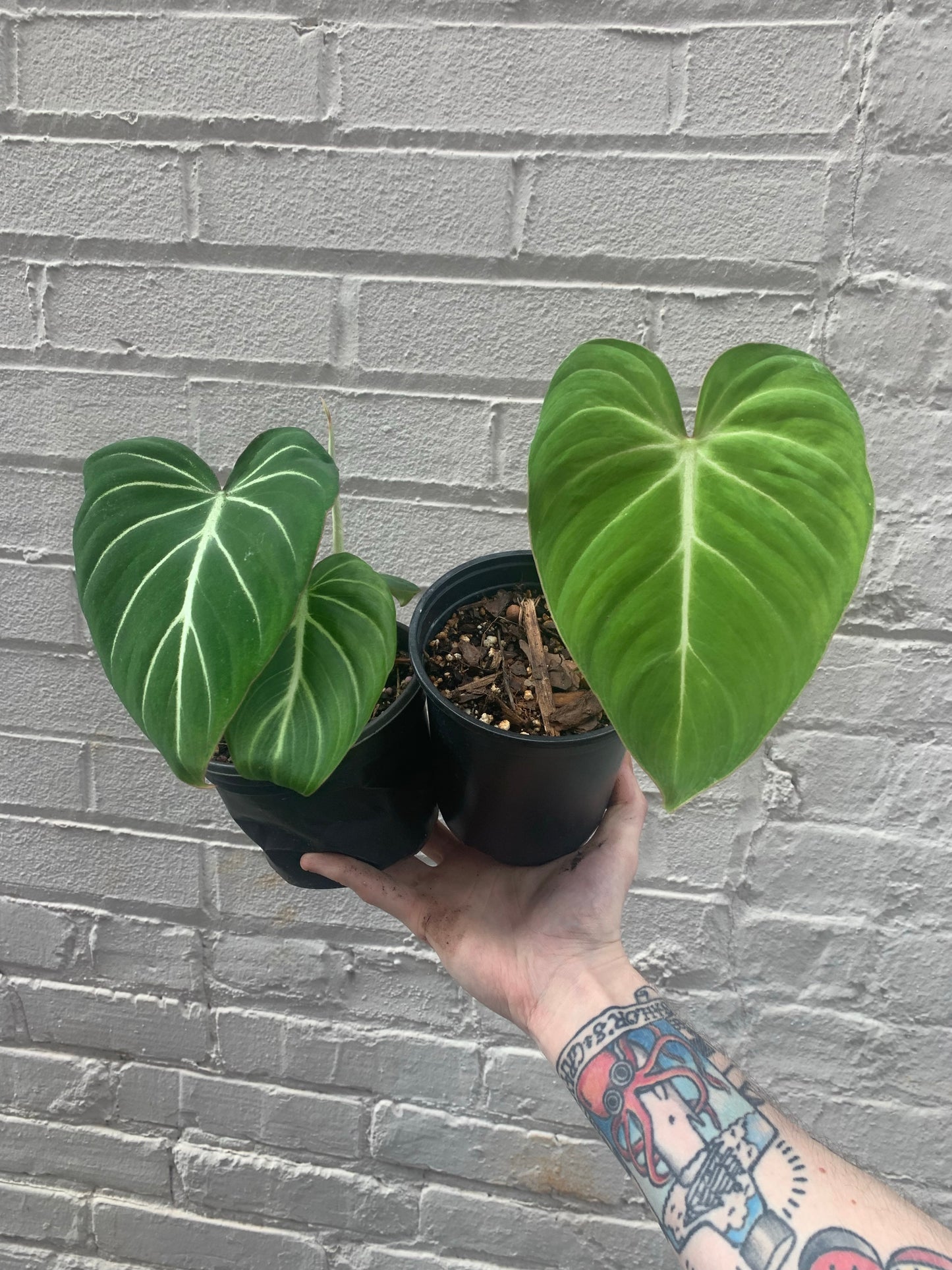 Philodendron gloriosum 5-6"