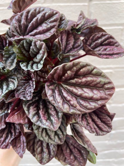 Peperomia Ripple 4-6"