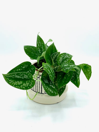 Safaa Pot 4"
